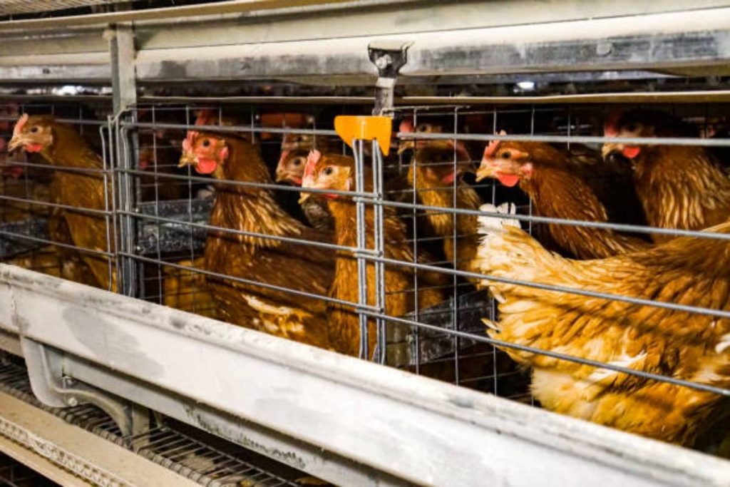 Moving a Chicken